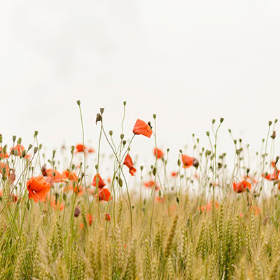 images/imagehover/image08.jpg